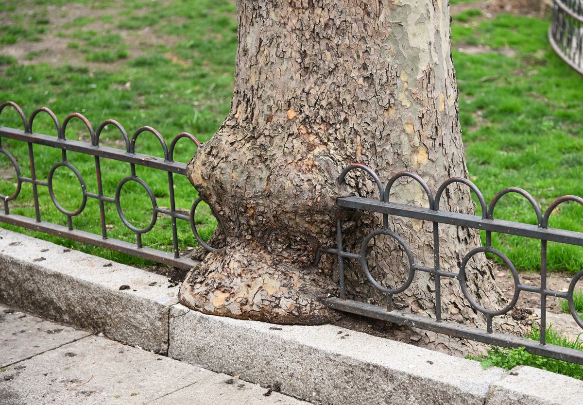 Jardines de Plaza de los Basilios, Salamanca