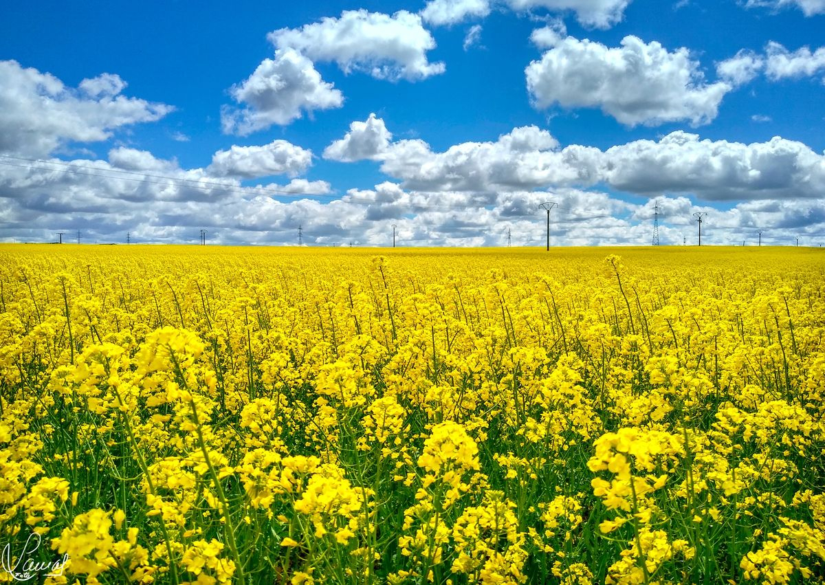 Villares de la Reina