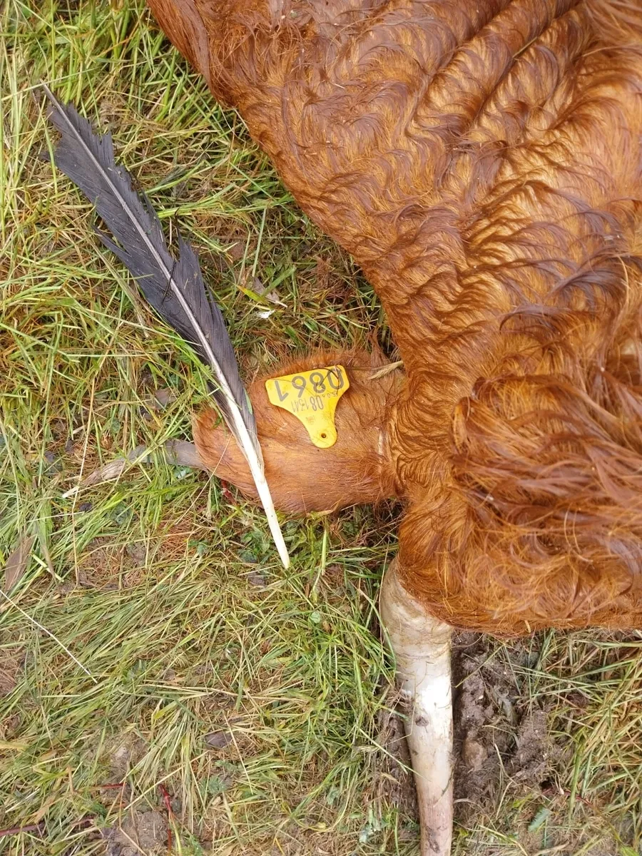 Los los buitres acaban con la vida de una vaca y su ternero en La Mata de Ledesma