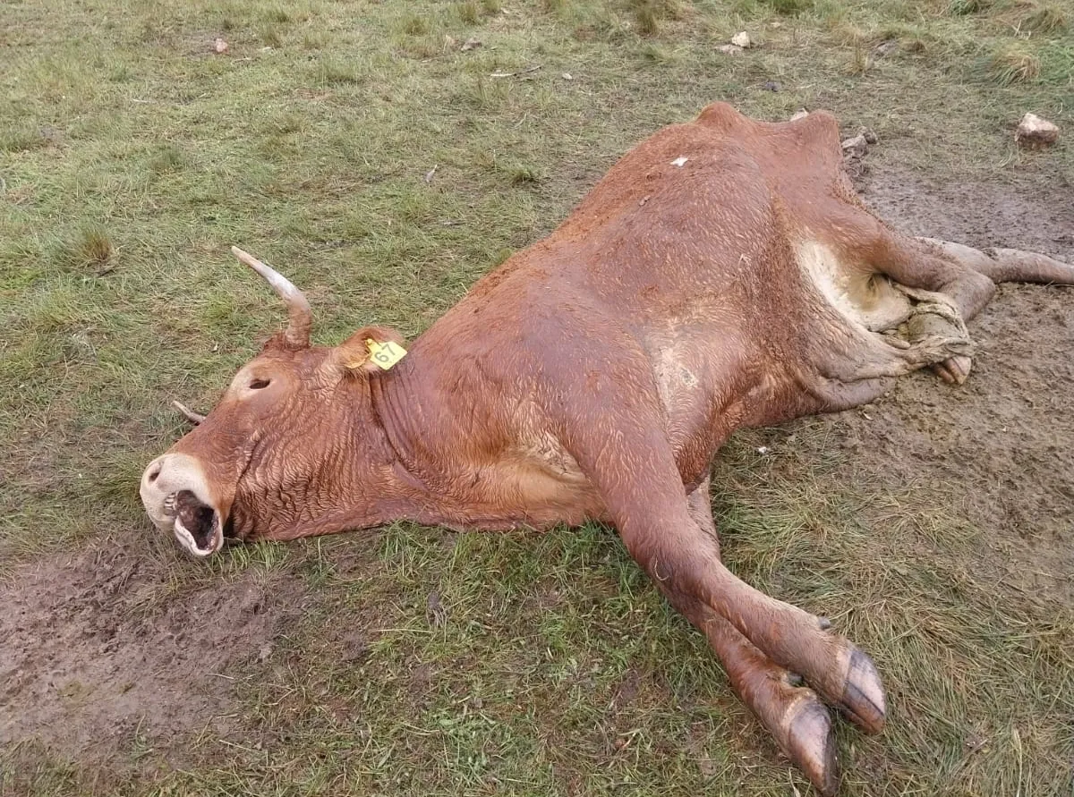 Los los buitres acaban con la vida de una vaca y su ternero en La Mata de Ledesma
