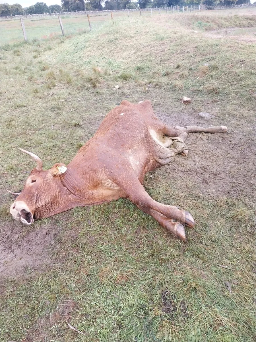 Los los buitres acaban con la vida de una vaca y su ternero en La Mata de Ledesma