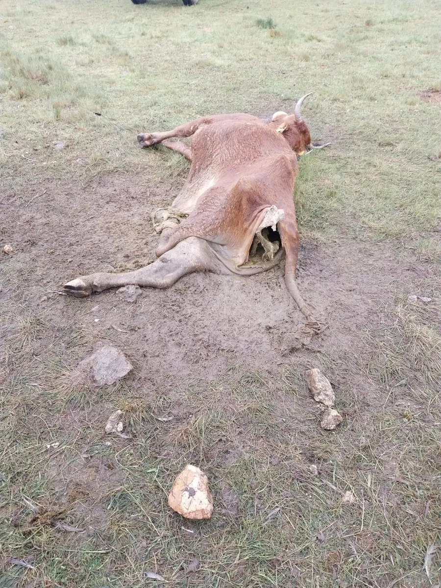 Los los buitres acaban con la vida de una vaca y su ternero en La Mata de Ledesma