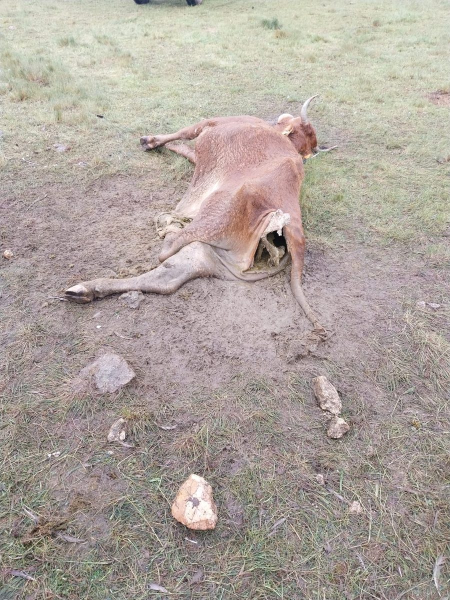 Foto 3 - Los buitres acaban con la vida de una vaca y su ternero en La Mata de Ledesma