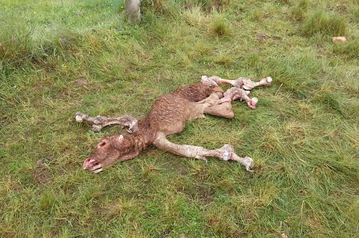 Los los buitres acaban con la vida de una vaca y su ternero en La Mata de Ledesma