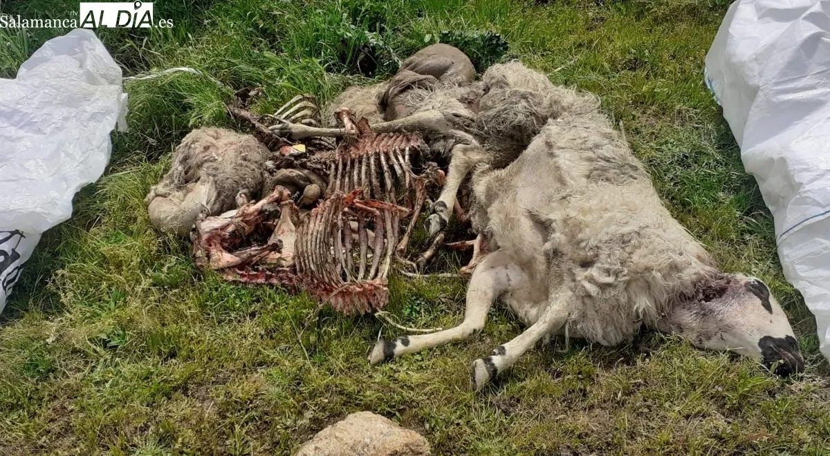 El lobo vuelve a hacer acto de presencia en la comarca de Vitigudino  