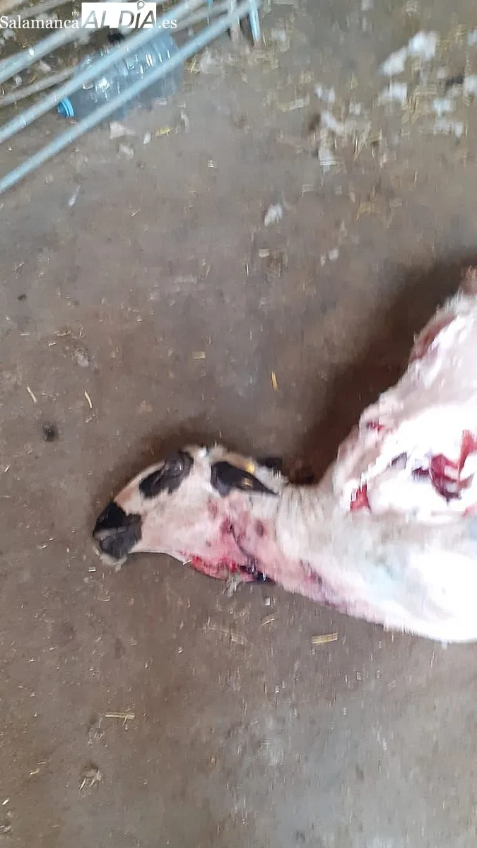 El lobo vuelve a hacer acto de presencia en la comarca de Vitigudino  