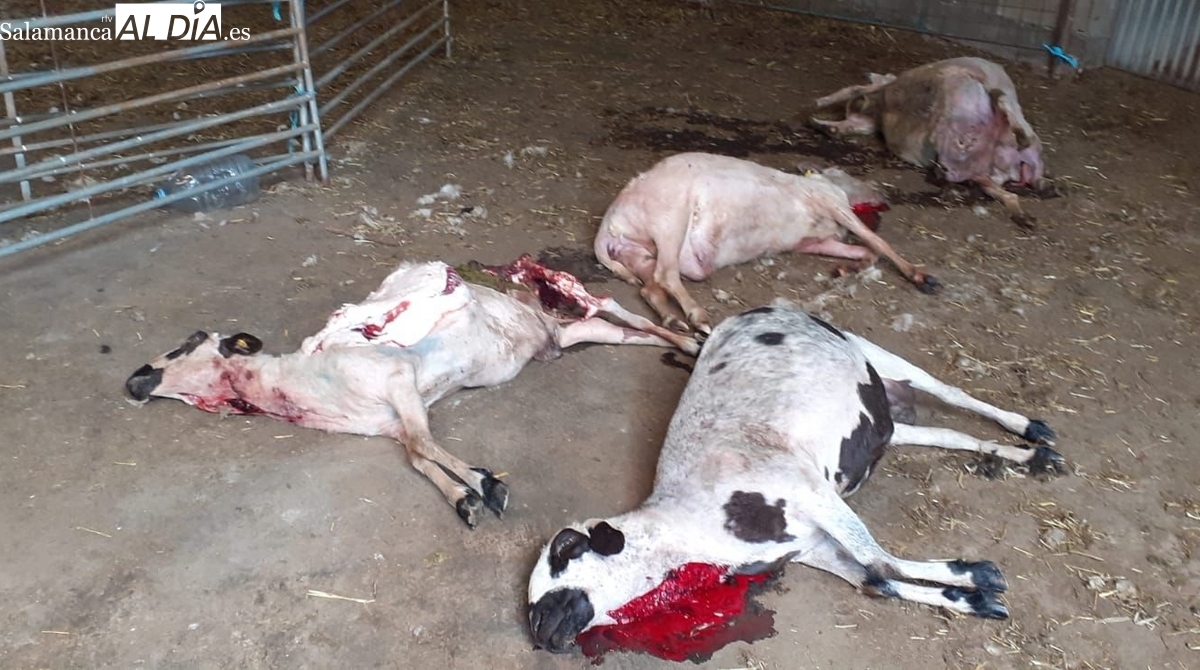 Ataque lobo Carrasco Vitigudino: 9 ovejas muertas ASAJA