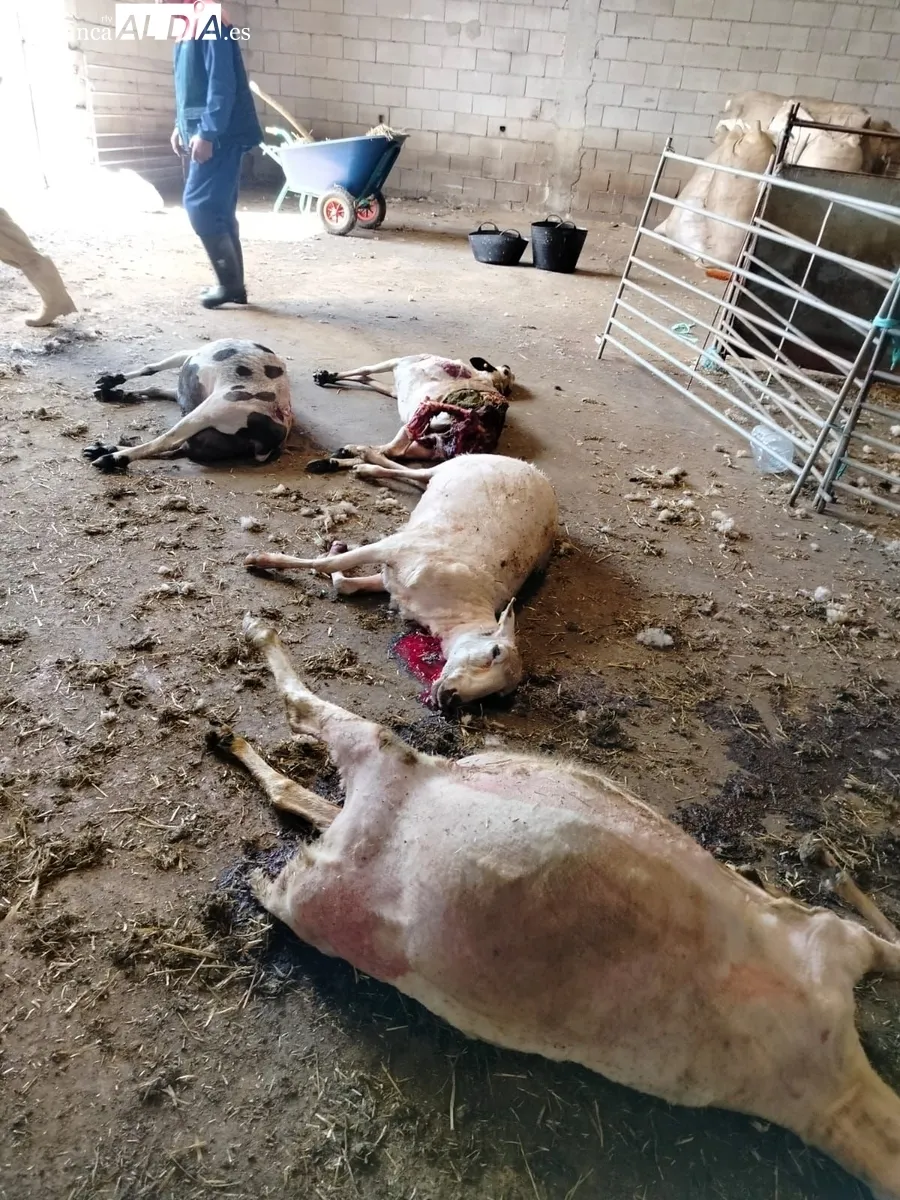 El lobo vuelve a hacer acto de presencia en la comarca de Vitigudino  