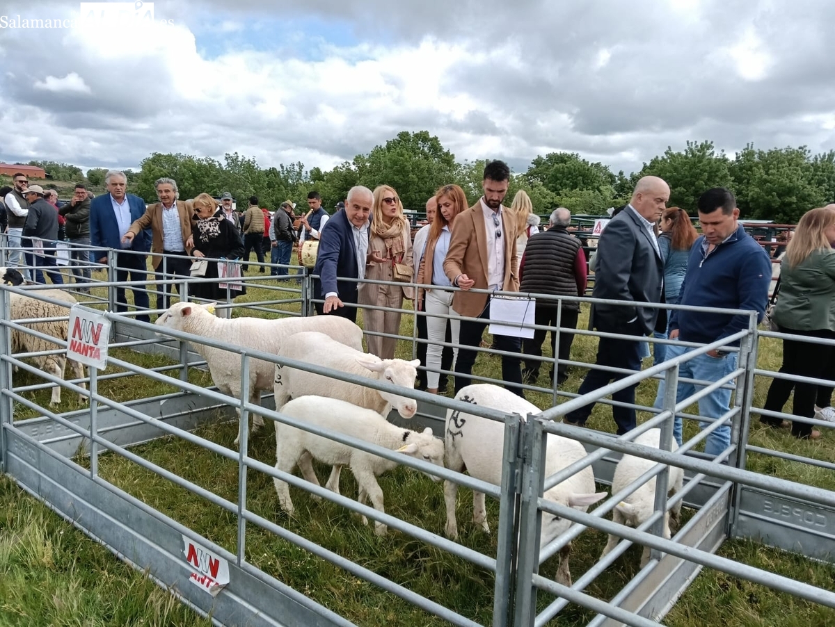 Feria San Isidro Lumbrales 2025 recupera su pulso ganadero
