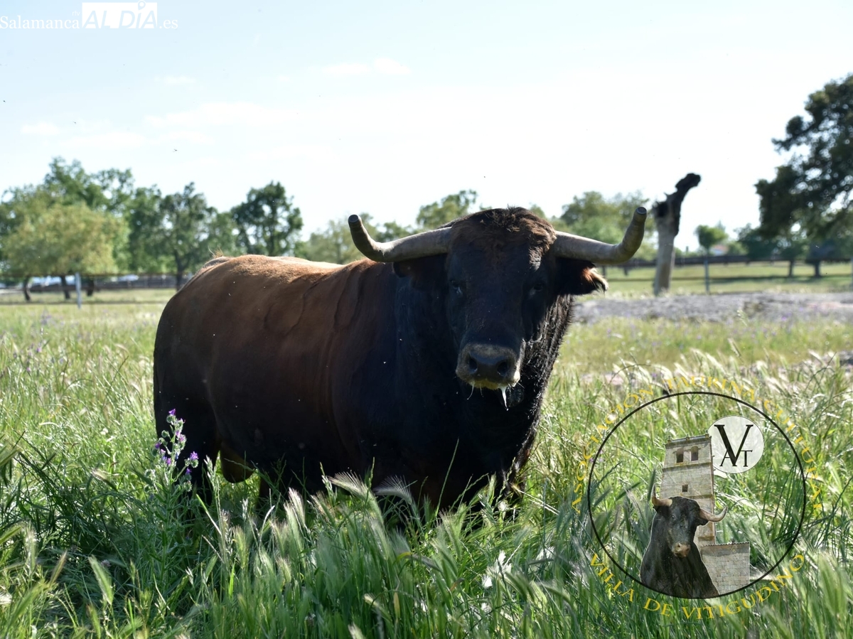 Toro Cajón Vitigudino 2025: Campanillas el 14 de junio