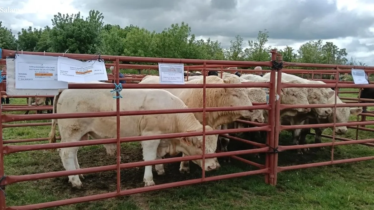 Foto 8 - Cerca de 200 cabezas de ganado devuelven el esplendor a la Feria de San Isidro en Lumbrales