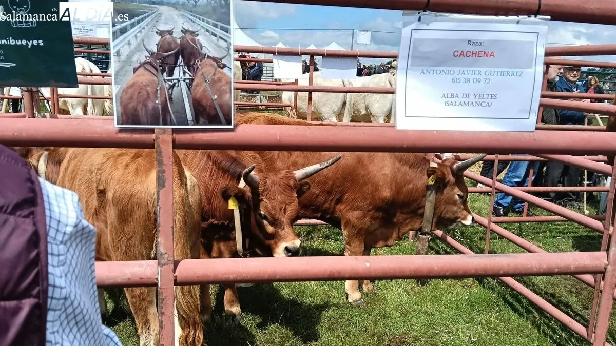 Foto 6 - Cerca de 200 cabezas de ganado devuelven el esplendor a la Feria de San Isidro en Lumbrales