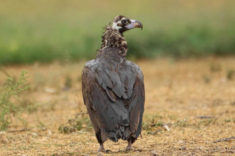 Ejemplar de Buitre Negro | FOTO: JCYL