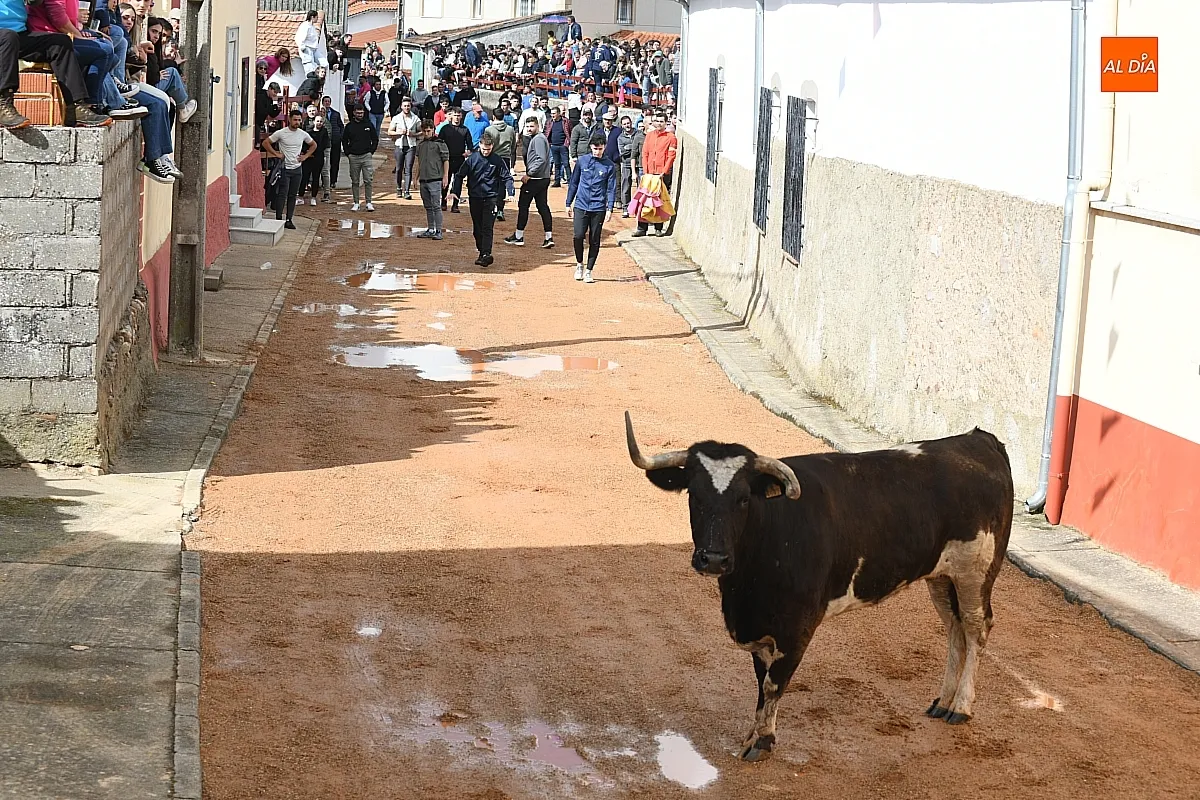 Toro San Miguel Arcángel en Bocacara/ Fotos: Adrián M.Pastor