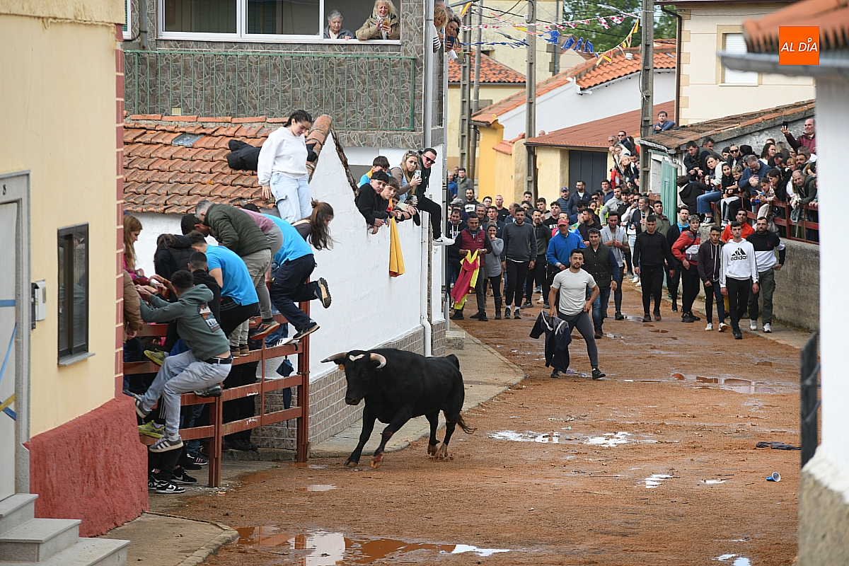 Éxito de público en Bocacara pese al desafortunado percance del toro de San Miguel