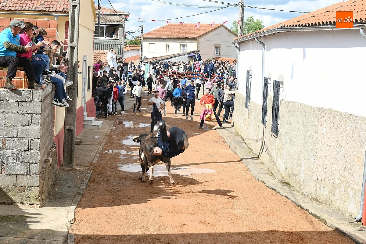 Toro San Miguel Arcángel en Bocacara/ Fotos: Adrián M.Pastor