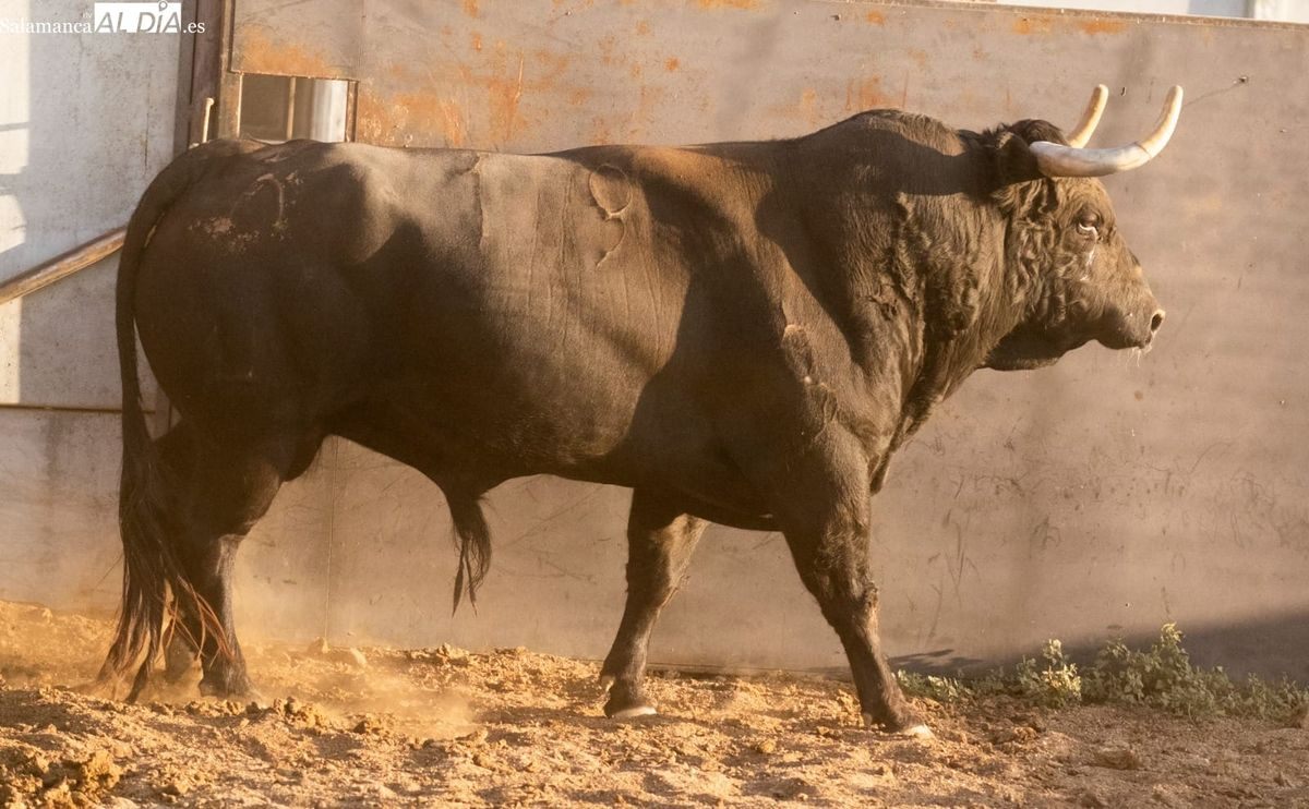 Cuatro ganaderías charras en una corrida concurso en Ávila