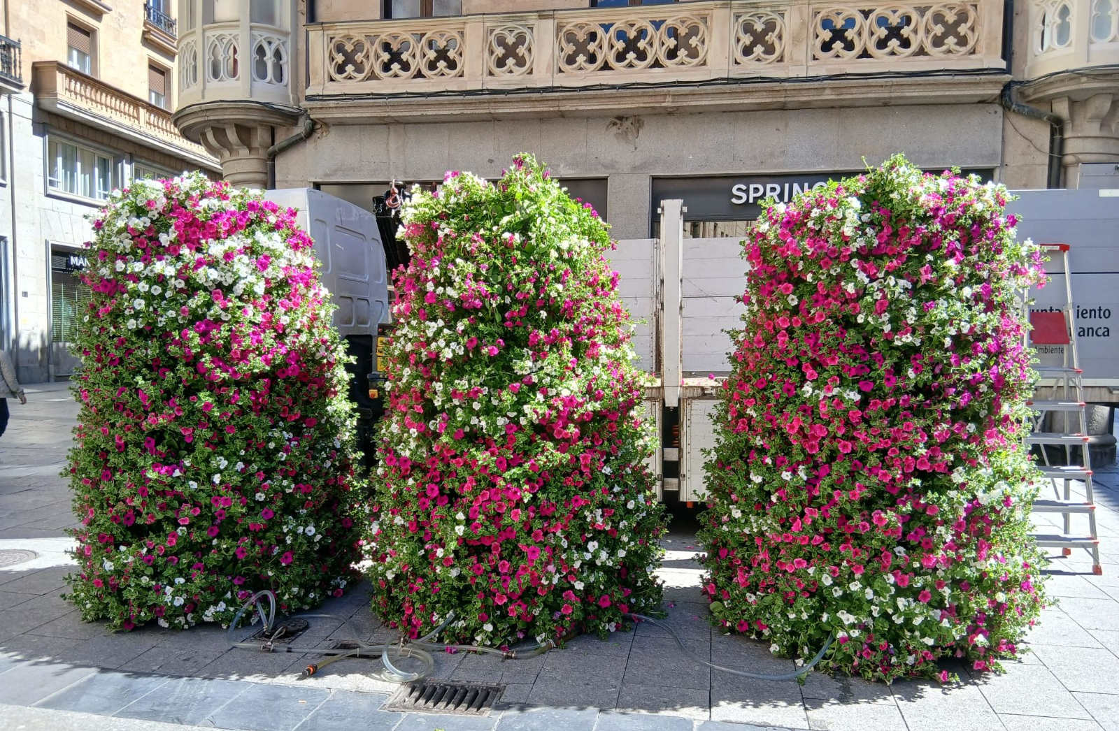 Salamanca florece: 40.000 nuevas plantas en la ciudad