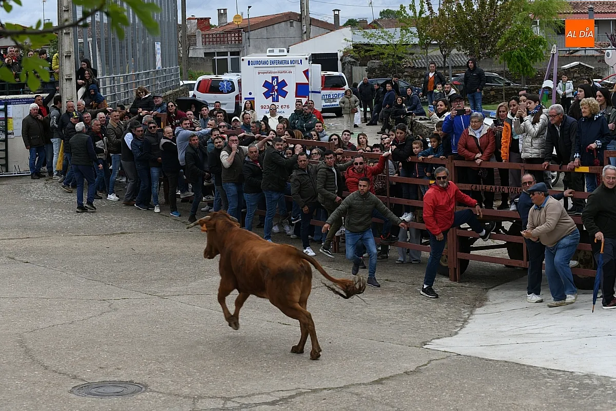 Tarde taurina por la Santa Cruz en Saelices el Chico/ Fotos: Adrián M.Pastor