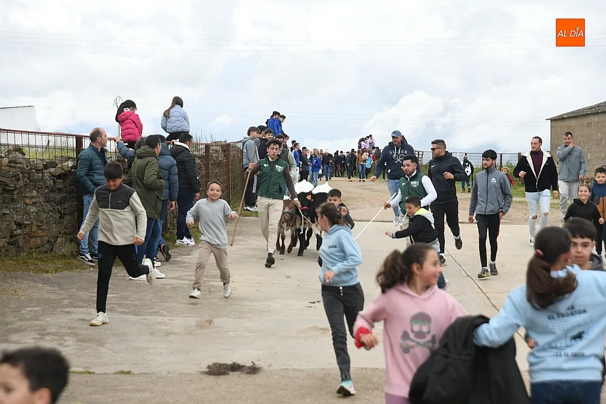 Tarde taurina por la Santa Cruz en Saelices el Chico/ Fotos: Adrián M.Pastor