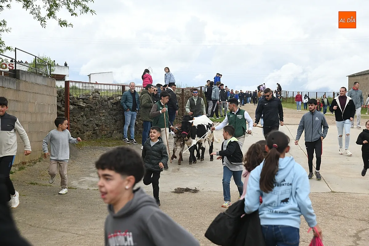 Tarde taurina por la Santa Cruz en Saelices el Chico/ Fotos: Adrián M.Pastor