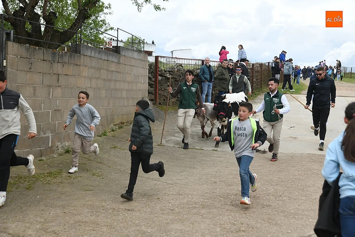 Tarde taurina por la Santa Cruz en Saelices el Chico/ Fotos: Adrián M.Pastor