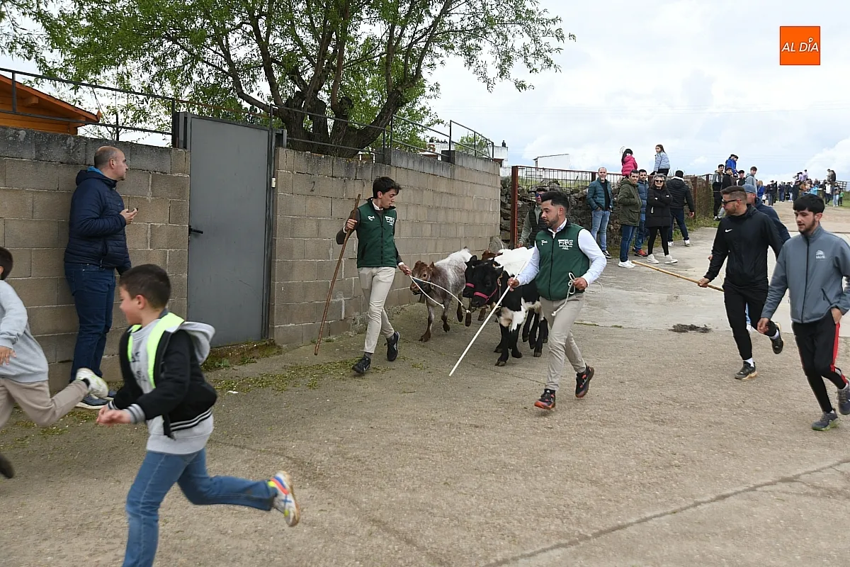 Tarde taurina por la Santa Cruz en Saelices el Chico/ Fotos: Adrián M.Pastor