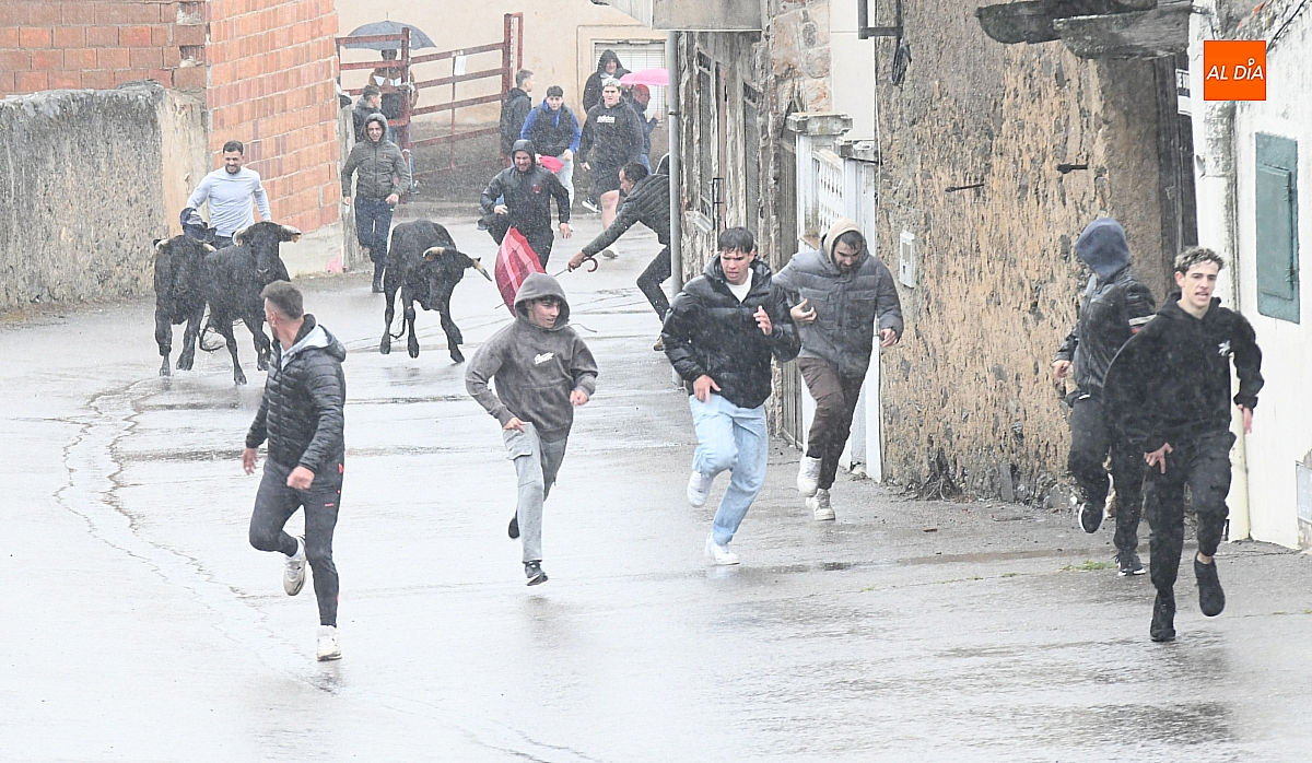 Encierro  vaquillas bajo la lluvia con motivo  festividad  Santa Cruz en El Bodón