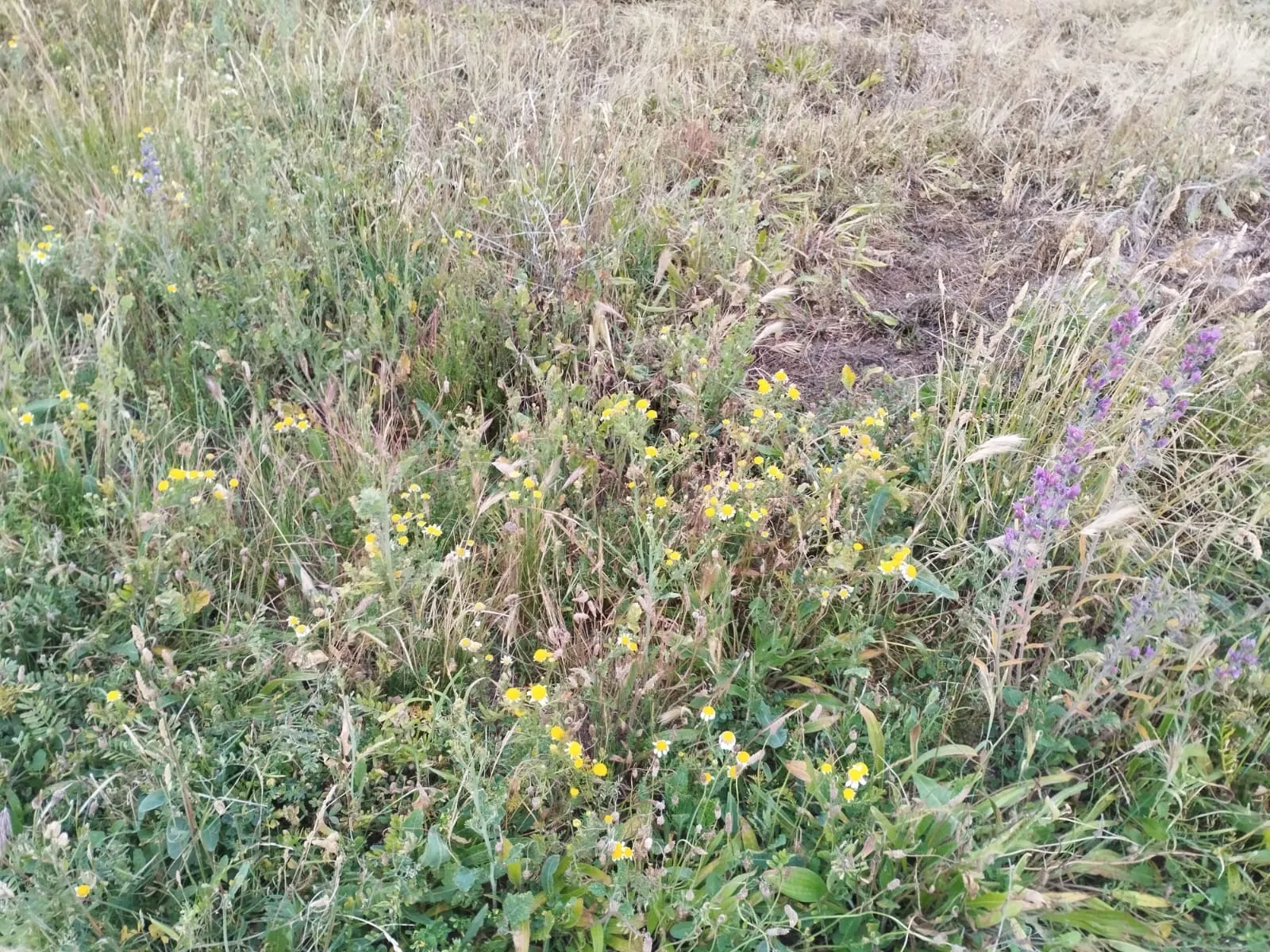 Foto 3 - Pe&ntilde;aranda en Com&uacute;n denuncia el incumplimiento de la normativa municipal en solares municipales y privados