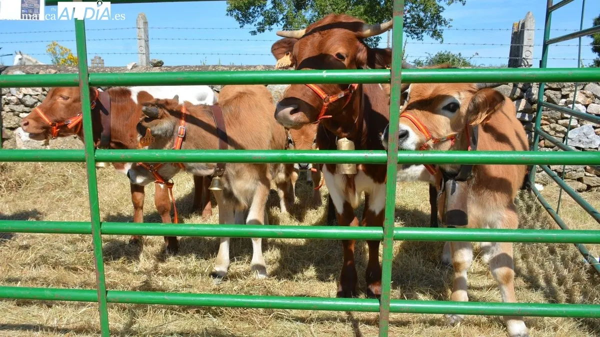 Foto 9 - Ba&ntilde;ob&aacute;rez celebra una animada feria ganadera con m&aacute;s animales que nunca y mucho p&uacute;blico