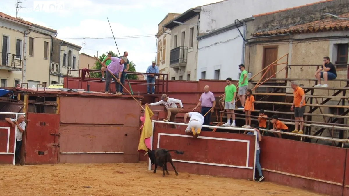 Novillos, cabestros y vaquillas han pisado las calles de Hinojosa hoy, día de San Juanito