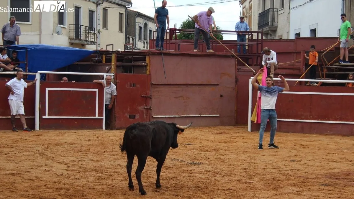 Novillos, cabestros y vaquillas han pisado las calles de Hinojosa hoy, día de San Juanito