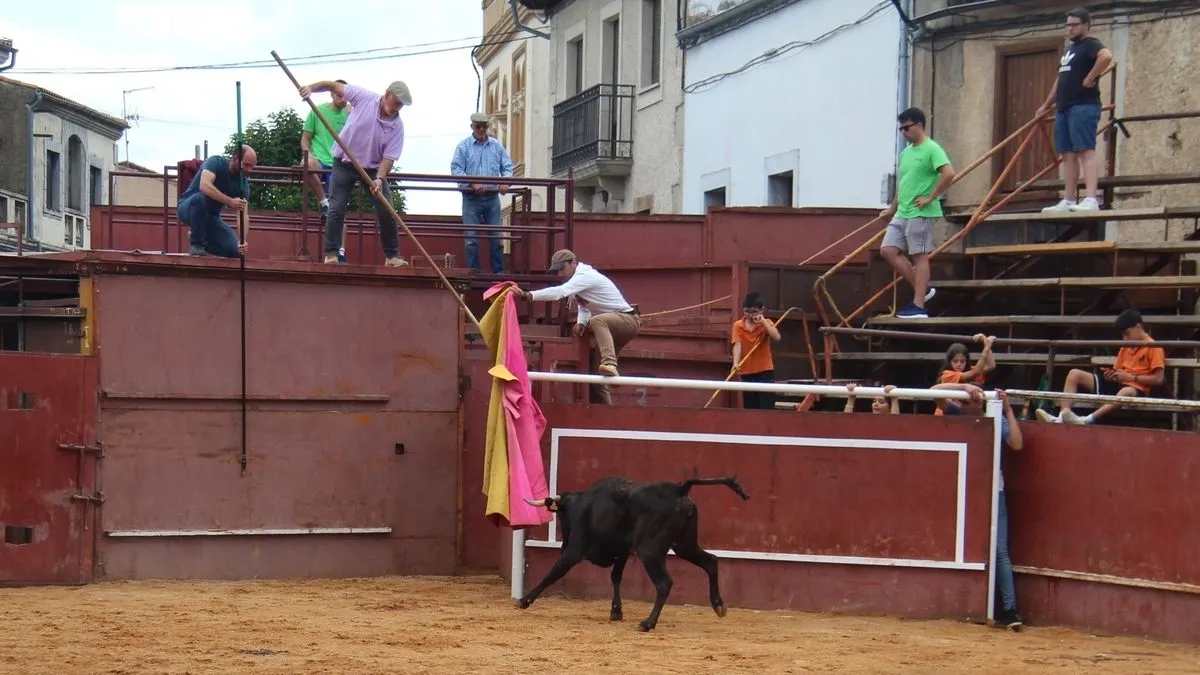 Novillos, cabestros y vaquillas han pisado las calles de Hinojosa hoy, día de San Juanito