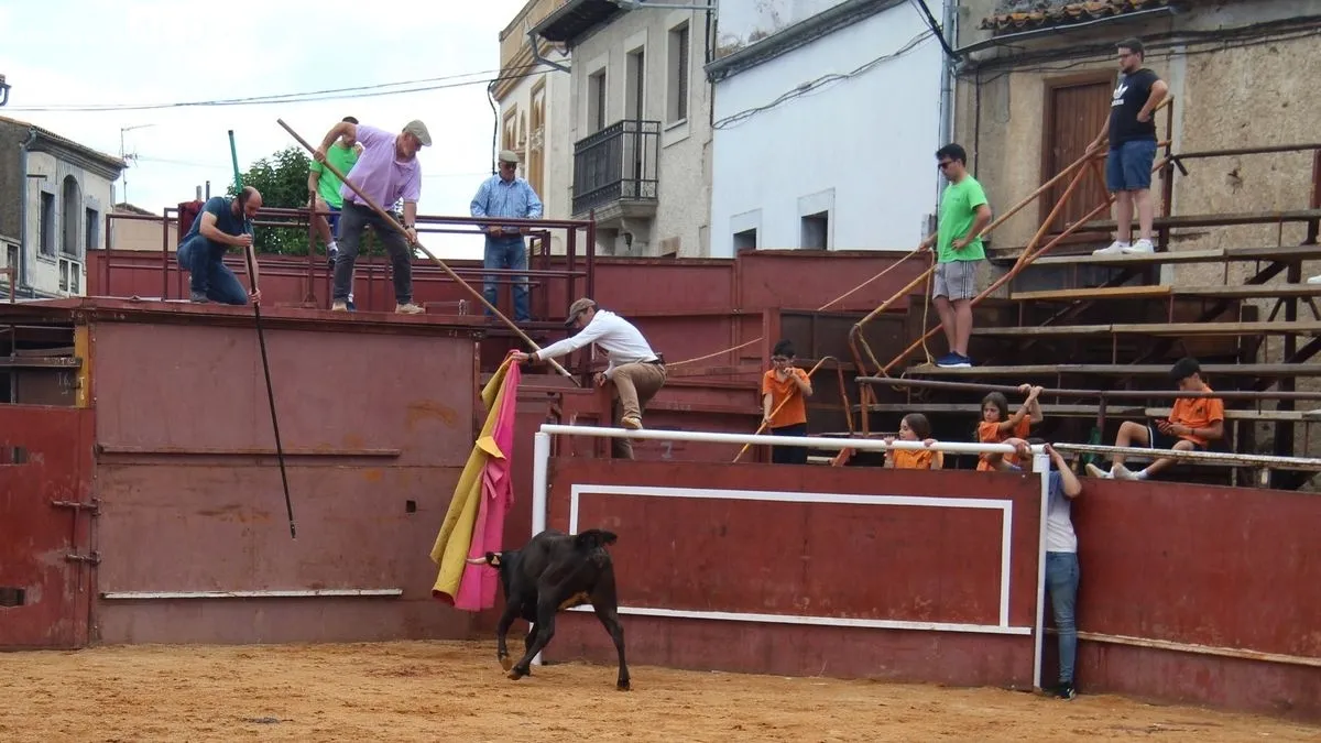 Novillos, cabestros y vaquillas han pisado las calles de Hinojosa hoy, día de San Juanito