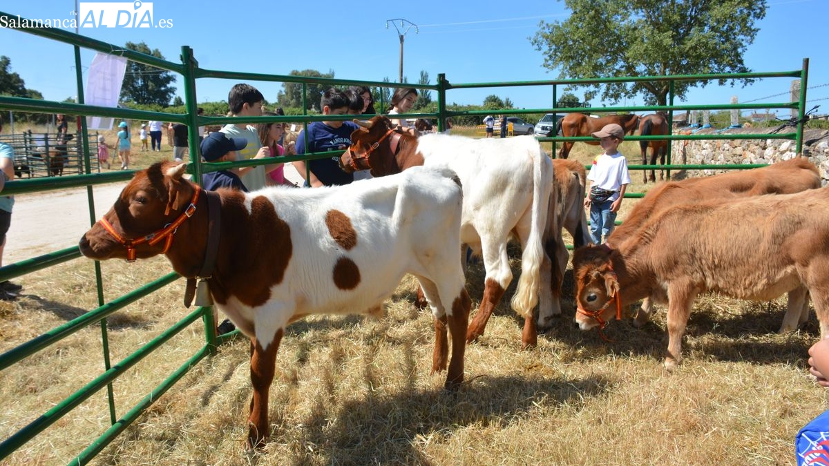 Gran animación de ganado y de público en la feria de Bañobárez