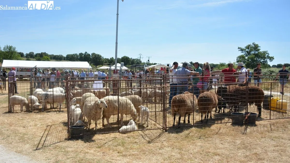 Foto 2 - Ba&ntilde;ob&aacute;rez celebra una animada feria ganadera con m&aacute;s animales que nunca y mucho p&uacute;blico