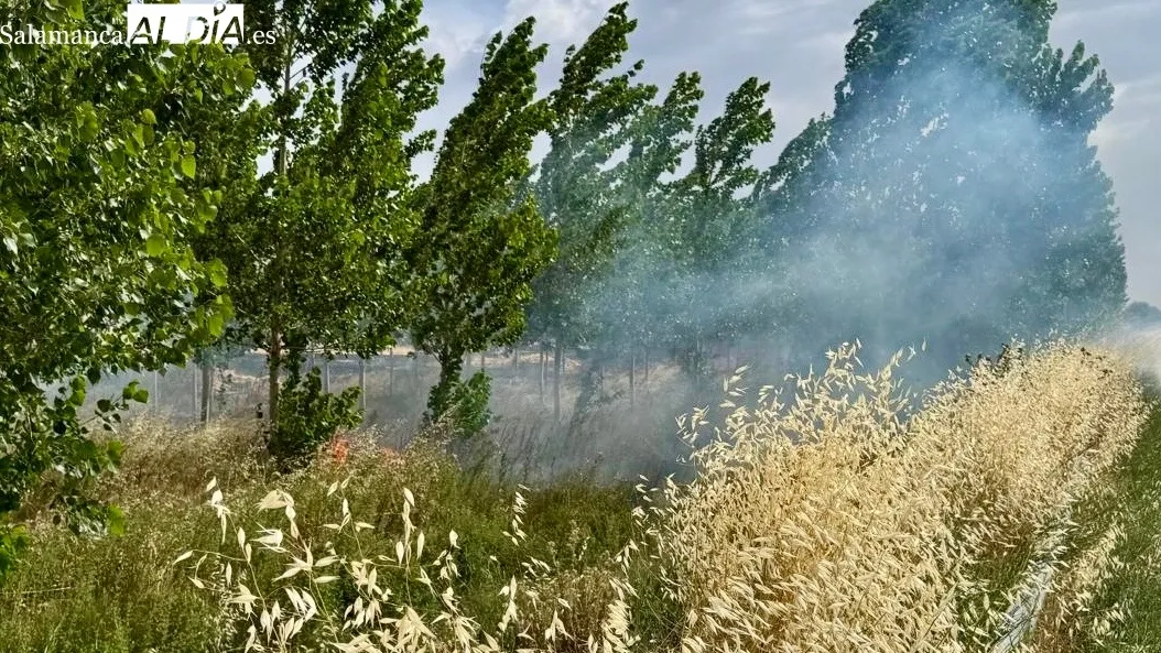 Foto 4 - Hasta 13 medios, entre a&eacute;reos y terrestres, logran extinguir un potente incendio de cultivos en Malpartida