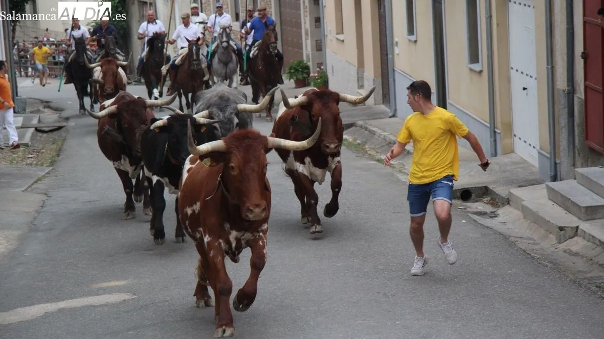 Foto 5 - Hinojosa de Duero abre los festejos taurinos de San Juan con un bonito encierro a caballo