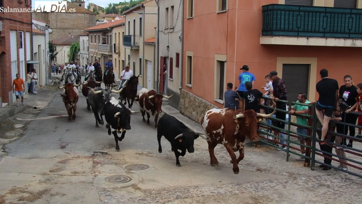 Foto 7 - Novillos, vaquillas y caballos protagonizan el &uacute;ltimo d&iacute;a de las fiestas de San Juan de Hinojosa de Duero