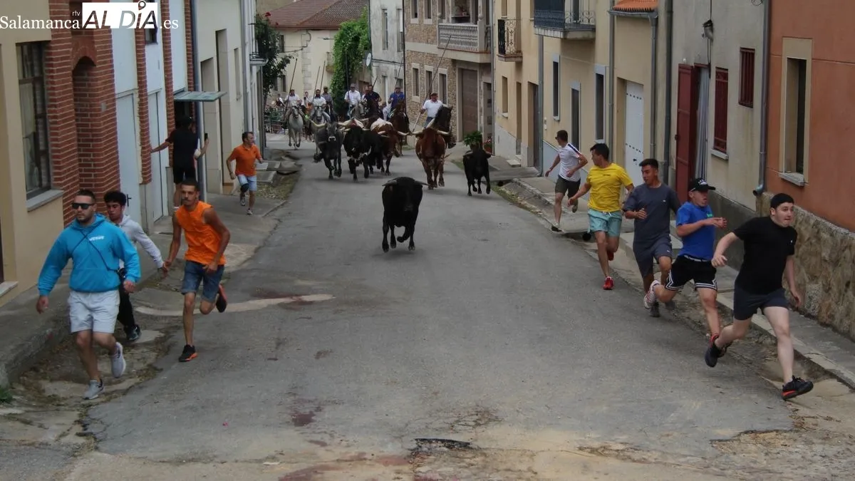 Foto 6 - Novillos, vaquillas y caballos protagonizan el &uacute;ltimo d&iacute;a de las fiestas de San Juan de Hinojosa de Duero