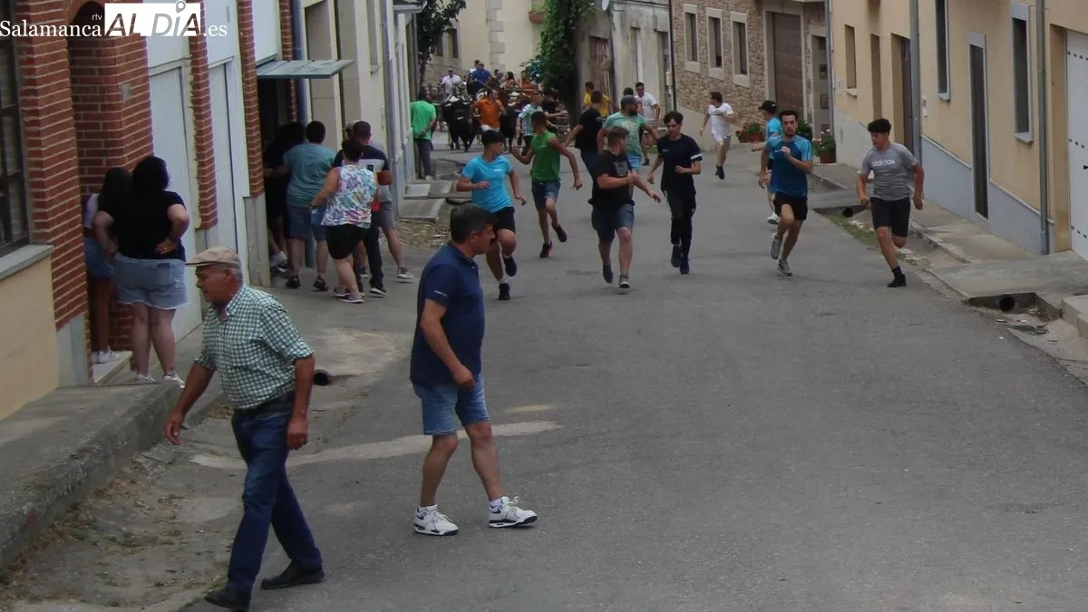 Novillos, cabestros y caballos hicieron un limpio recorrido detrás de los corredores