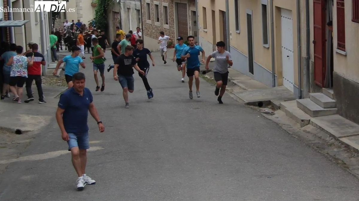 Novillos, cabestros y caballos hicieron un limpio recorrido detrás de los corredores