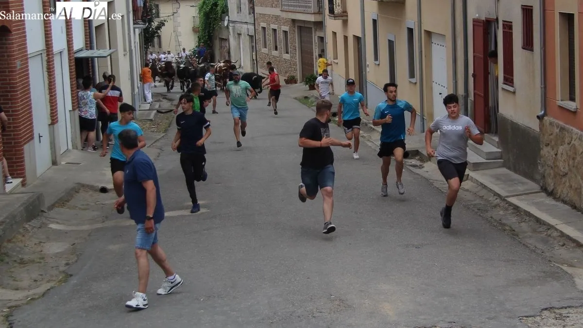 Novillos, cabestros y caballos hicieron un limpio recorrido detrás de los corredores