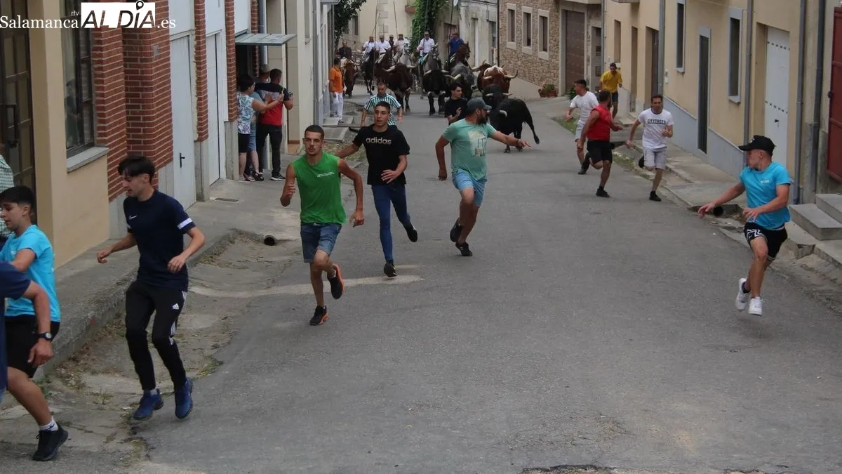 Novillos, cabestros y caballos hicieron un limpio recorrido detrás de los corredores