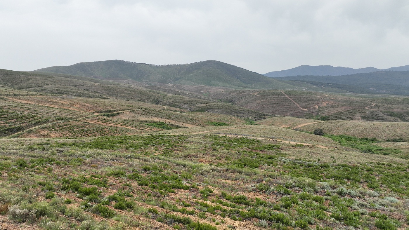 Bosque MERLIN Salamanca: reforestan 200 ha incendiadas
