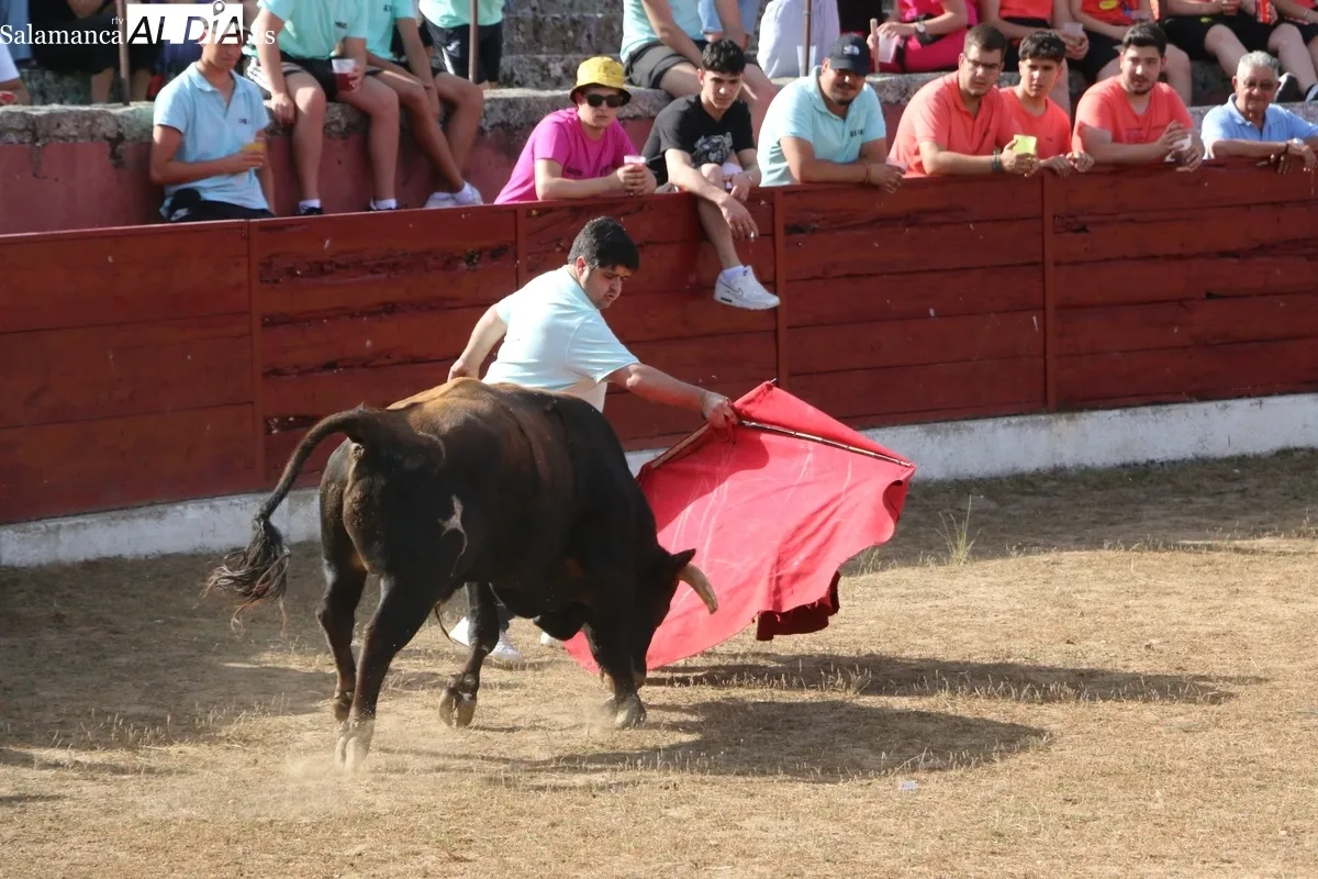 Animada capea de viernes de Corpus en Vitigudino / CORRAL