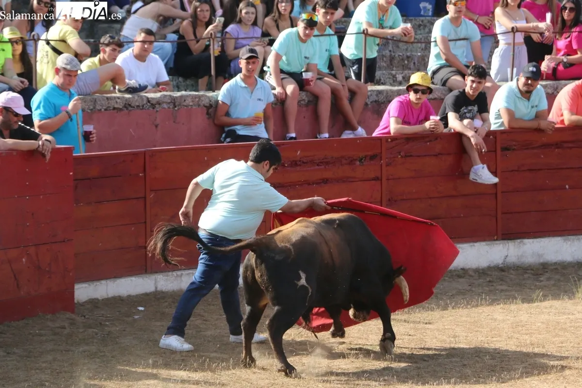 Animada capea de viernes de Corpus en Vitigudino / CORRAL