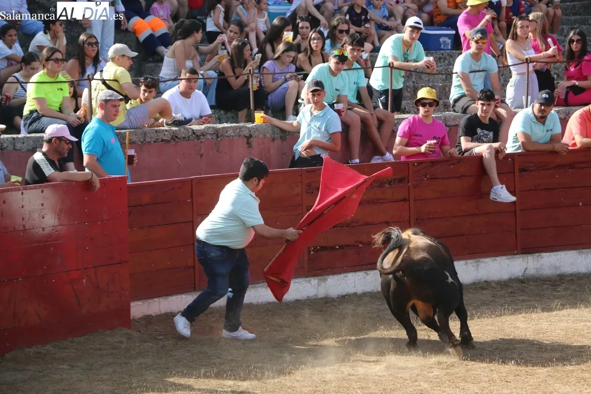 Animada capea de viernes de Corpus en Vitigudino / CORRAL