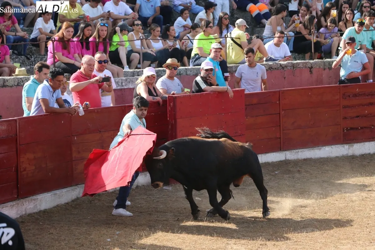 Animada capea de viernes de Corpus en Vitigudino / CORRAL