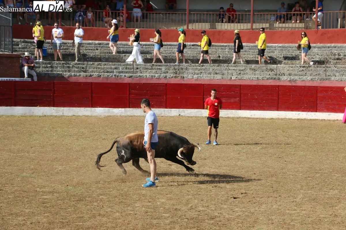 Animada capea de viernes de Corpus en Vitigudino / CORRAL